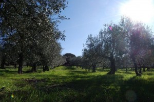 Panorama Oliveto