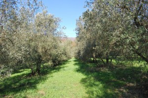 oliveto_agrispes_biodiversita_sostenibile