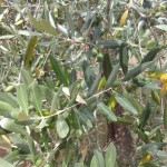 olive olivi agrispes evoo