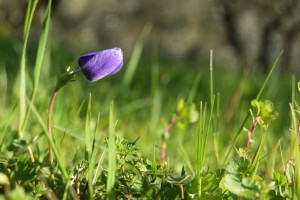 fioriture primavera