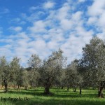 Agrispes Agricoltura Sostenibile Oliveto Bio Campo Inverno
