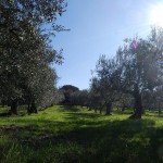 Panorama Oliveto (3)