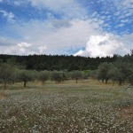 Tromboncini - Panorama