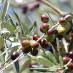 Rametto Olive moraiolo