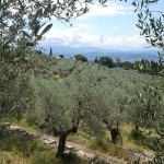 Panorama Oliveto (2)