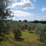 Panorama Oliveto