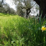 Narciso - Prato in primavera