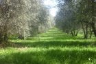 raccolta video olivicoltura