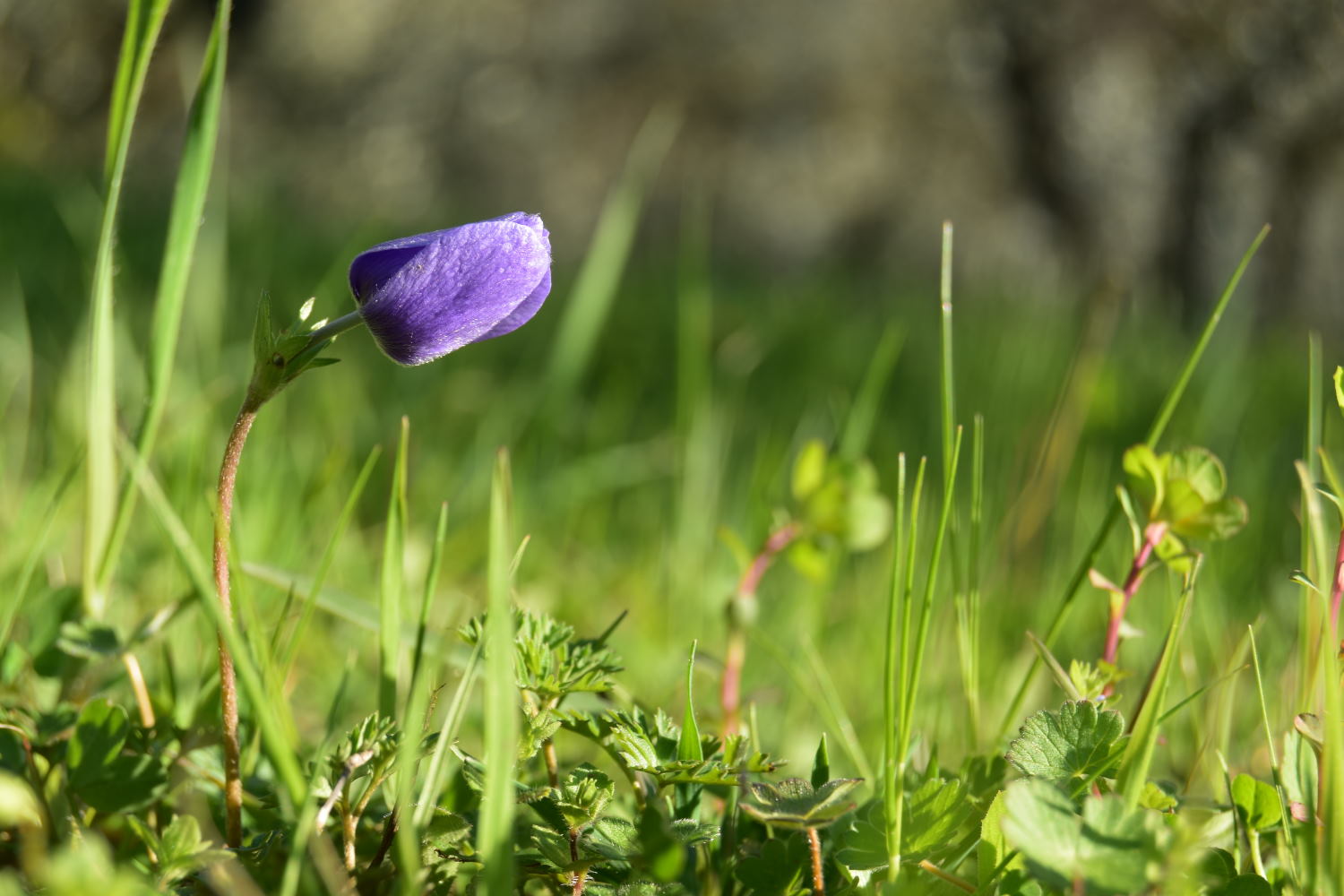 Primavera 2018